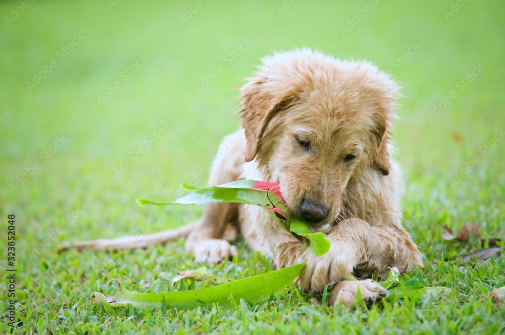 Fototapeta premium Golden Retriever Puppy