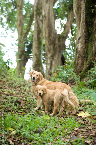 Golden Retriever Mom and Pup