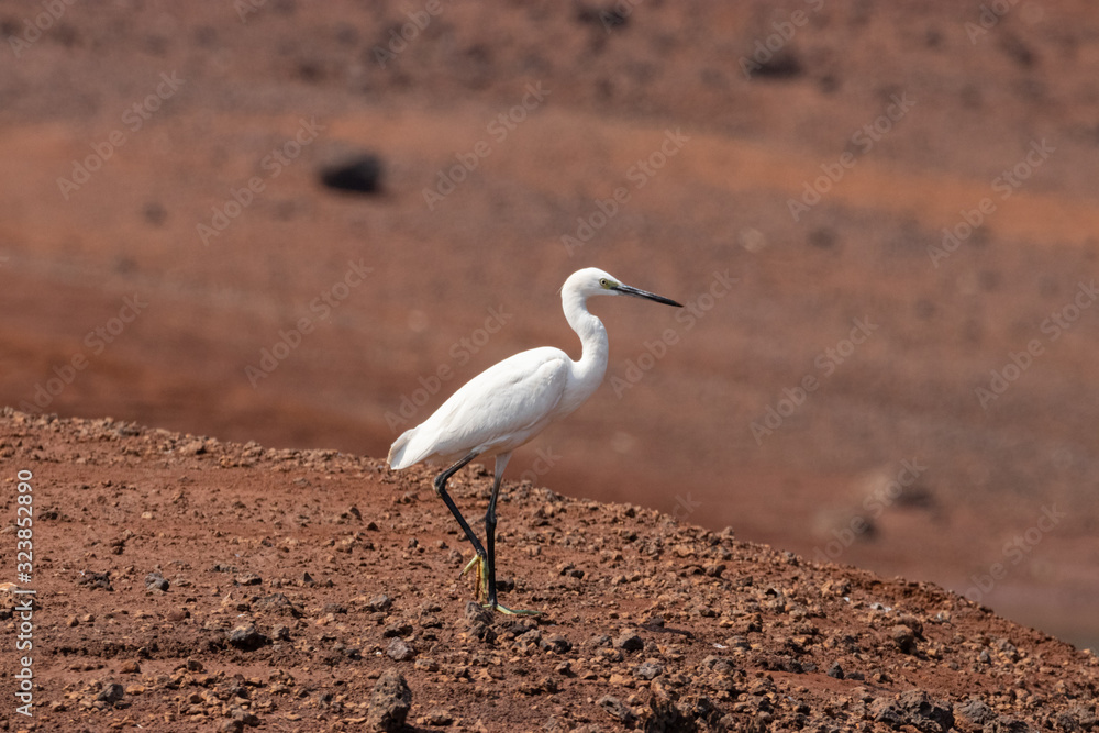 Egret Egret