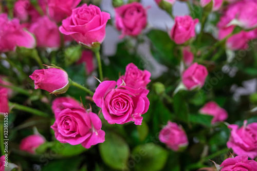 Pink roses in flower market.Beautiful pink floral background. Concept of holiday, presents, flower shop.