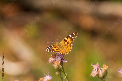 ein Schmetterling auf einer Blume