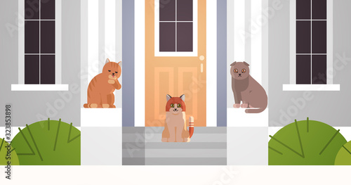 cats group sitting on porch in entrance of house door fluffy adorable cartoon animals domestic kitty home pets concept building closeup facade flat horizontal vector illustration