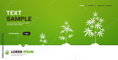 cycle of cannabis plant growth stages planting of medical marijuana hemp plantation industry concept horizontal copy space vector illustration