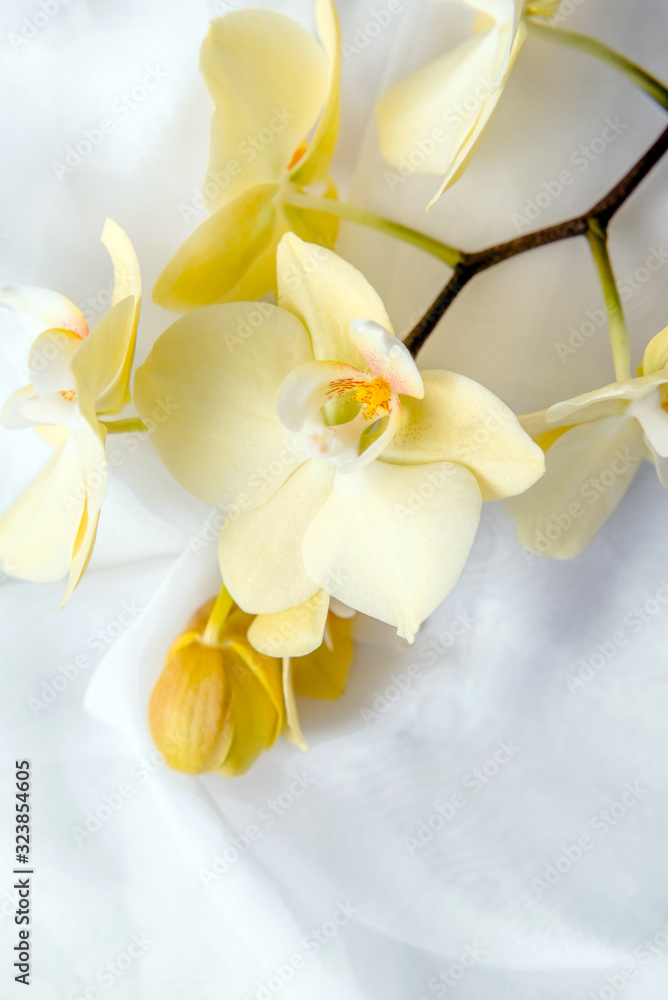 The branch of yellow orchids on white fabric background The branch of yellow orchids on white fabric background