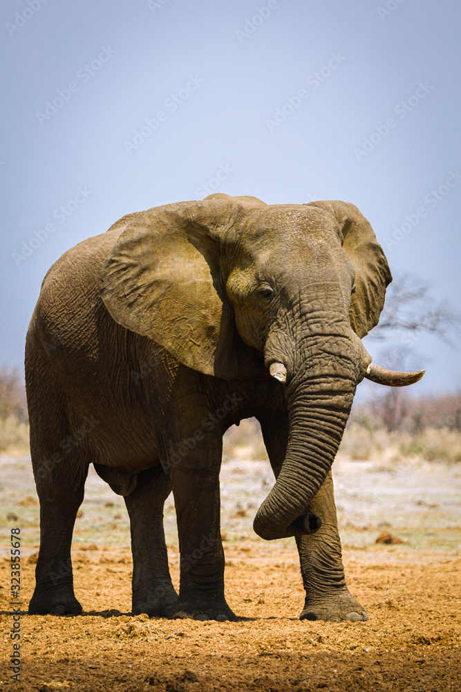 Fototapeta premium Elefant