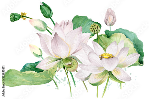 Fototapeta white lotus watercolor botanical illustration.