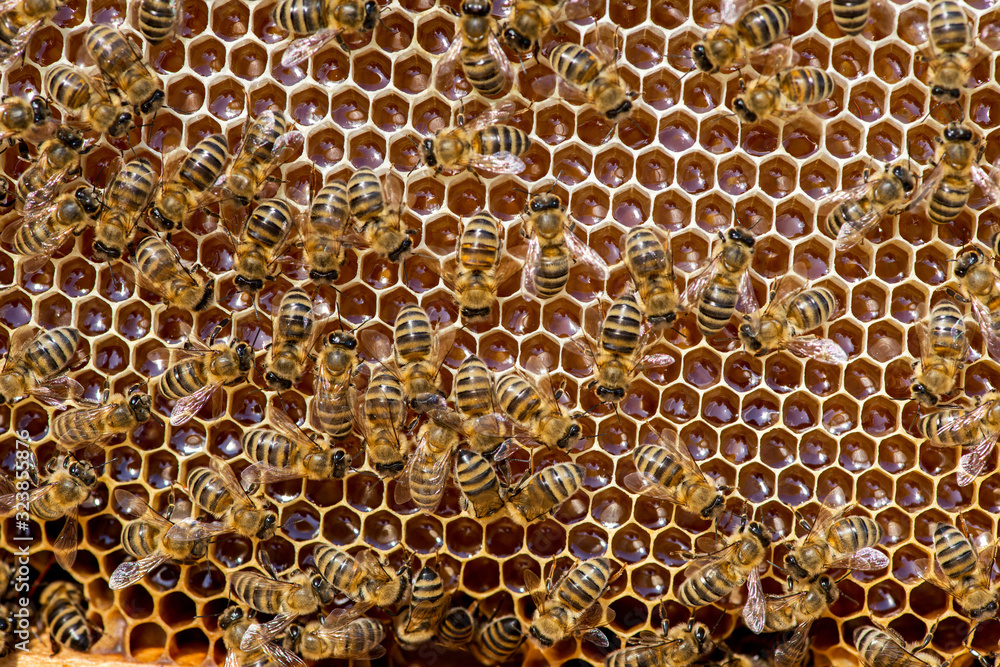 closeup of bees on honeycomb in apiary closeup of bees on honeycomb in apiary