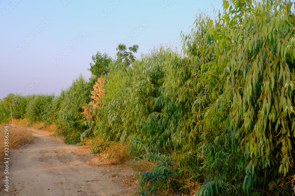 Fototapeta premium Eucalyptus leaves spring grow naturally. Eucalyptus tree quick-growing.