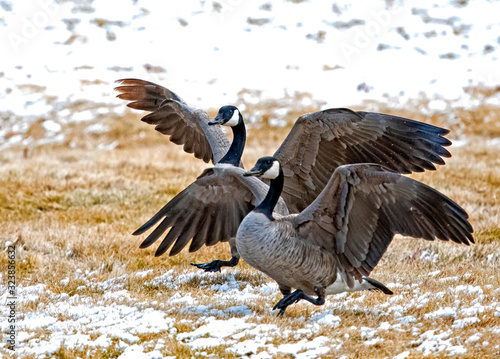 A pair of Canadian geese - Reno - USA