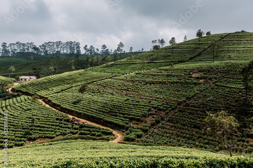 Tea plantation. Green, fresh, tea leaves growing on the plantation, in the sun. Fields in Nuwara Eliya, Sri Lanka. Photo bottom.