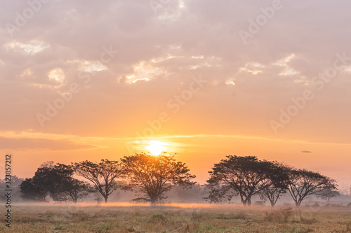 tree in sunset, tree in sunrise, fog,morning, localry 