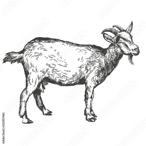goat hand drawn vector illustration realistic sketch