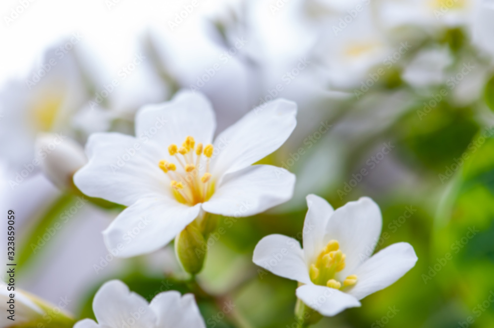 Beautiful white tung flower blooms in spring（tung tree flower）