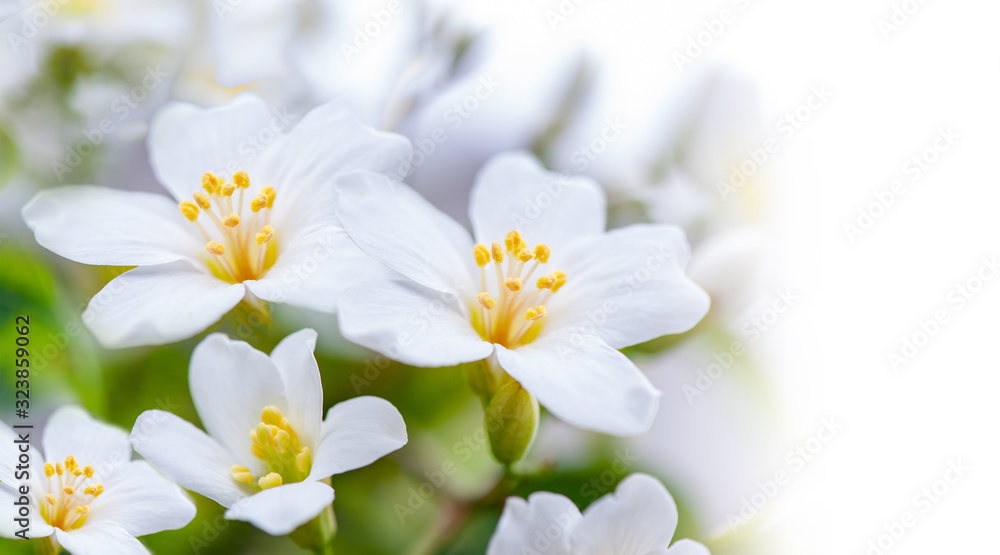 Beautiful white tung flower blooms in spring(tung tree flower) Beautiful white tung flower blooms in spring(tung tree flower)
