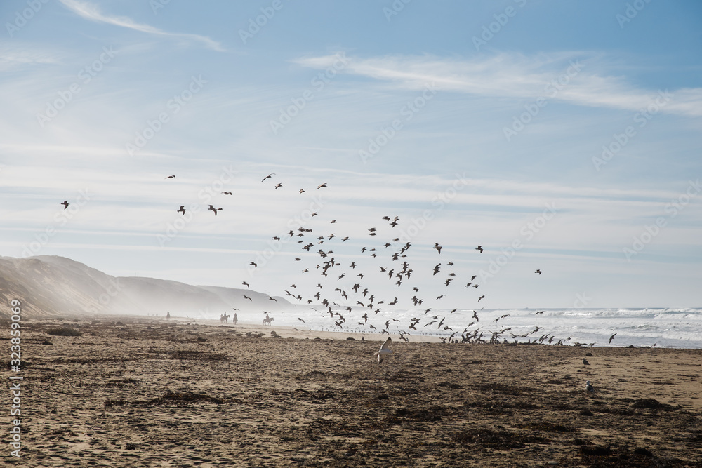 flock of seagulls on the beach at Montana De Oro State Park, California