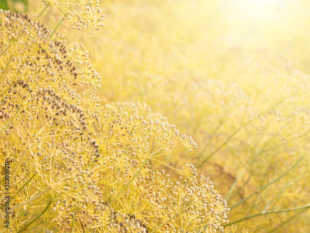 Close Up. dill seeds on stalks. (Anethum graveolens) Close Up. dill seeds on stalks. (Anethum graveolens)