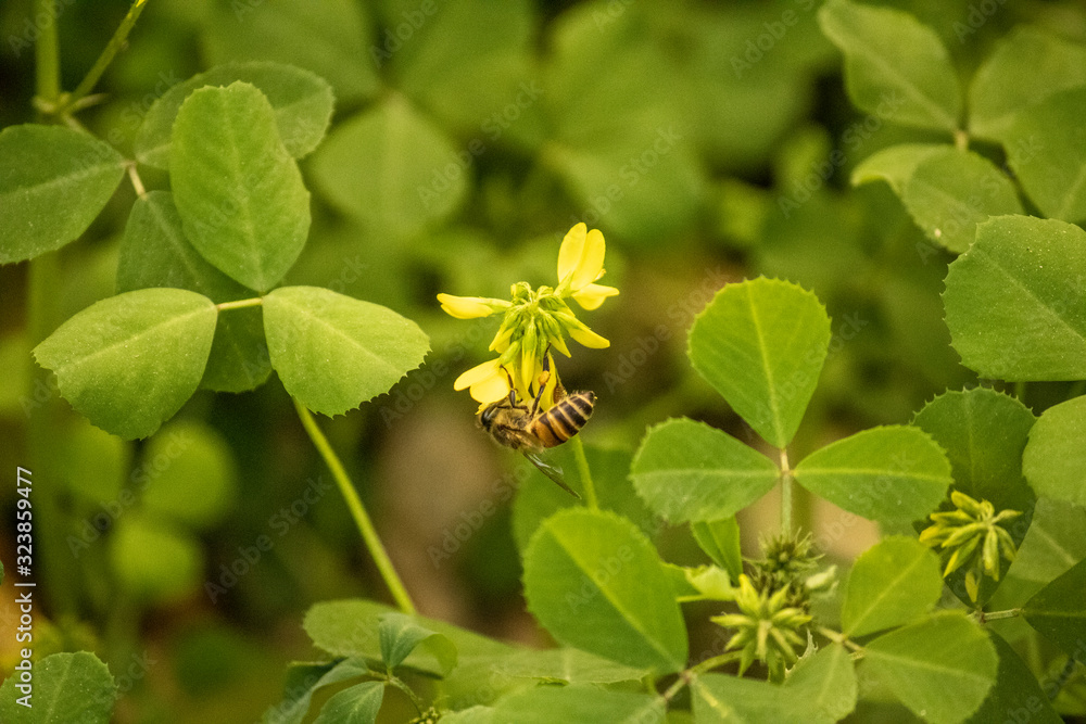 Obraz premium Honeybee on fenugreek flower with blurred background