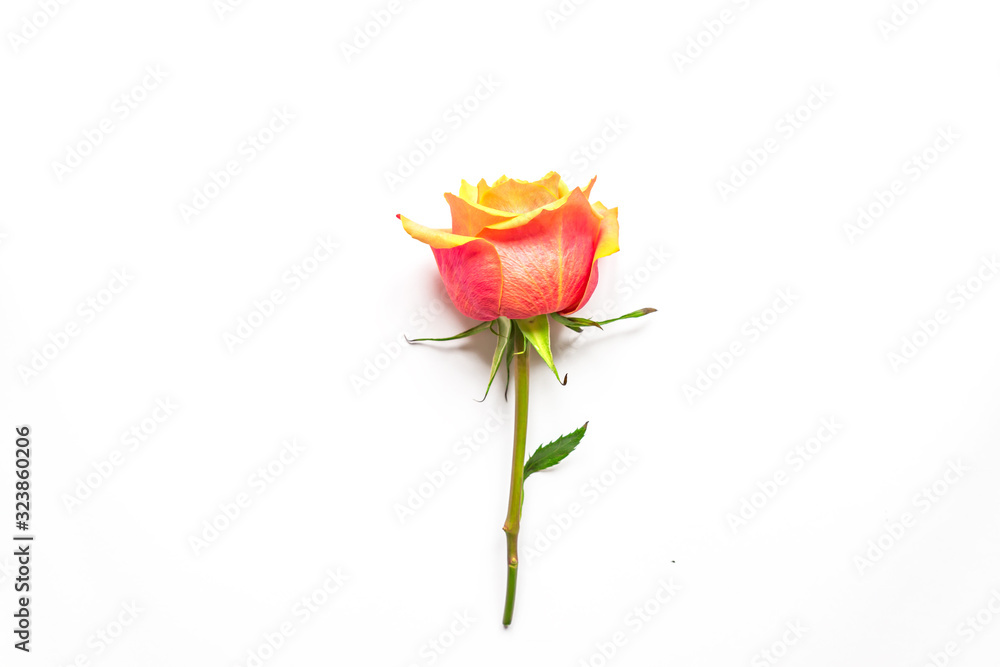 beautiful pink rose on white background. beautiful pink rose on white background.