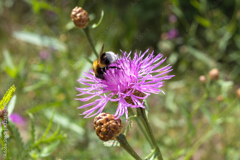 A bumblebee pollinates a purple thistle in a flowering meadow. A bumblebee pollinates a purple thistle in a flowering meadow.