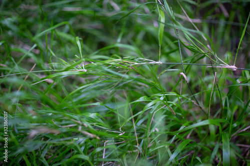 closeup of green grass