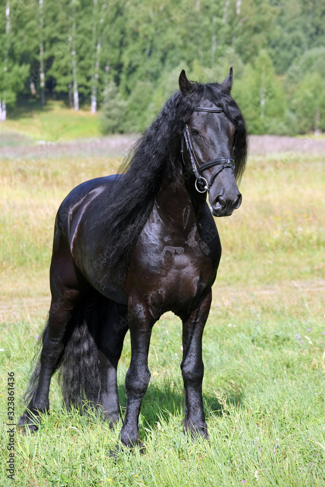 Dressage friesian horse portrait in outdoor Dressage friesian horse portrait in outdoor