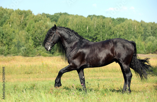 Dressage friesian horse portrait in outdoor 