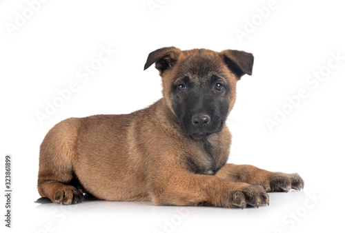 puppy malinois in studio