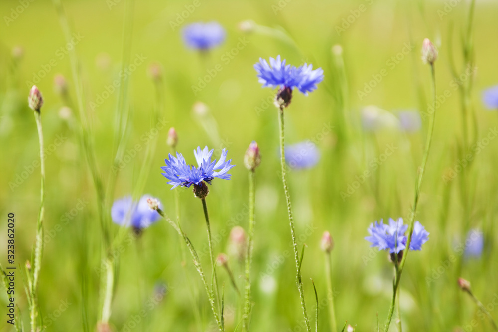 Blue Cornflower (Centaurea cyanus) flowers on a background of beautiful evening light. Wildflower Cornflower macro, selective focus Blue Cornflower (Centaurea cyanus) flowers on a background of beautiful evening light. Wildflower Cornflower macro, selective focus