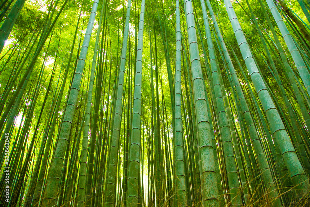 Photograph of the bamboo trunks of the Arashiyama forest Photograph of the bamboo trunks of the Arashiyama forest