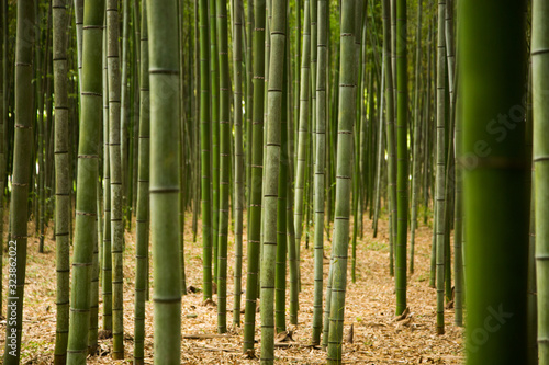 Photograph of the bamboo trunks of the Arashiyama forest
