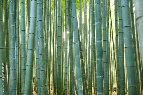 Photograph of the bamboo trunks of the Arashiyama forest with the sun penetrating through them