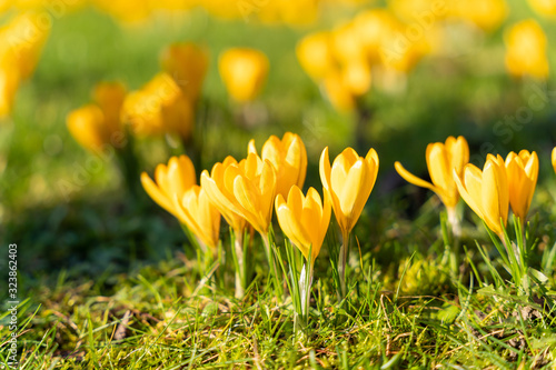 Photos yellow crocus in the grass
