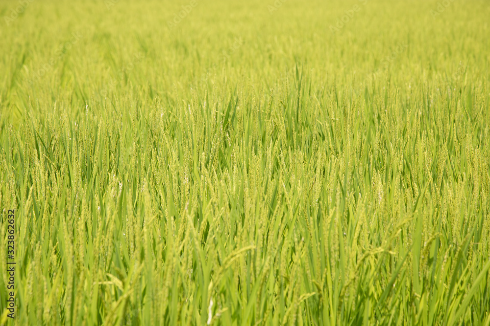 Background unfocused photography of a rice field Background unfocused photography of a rice field