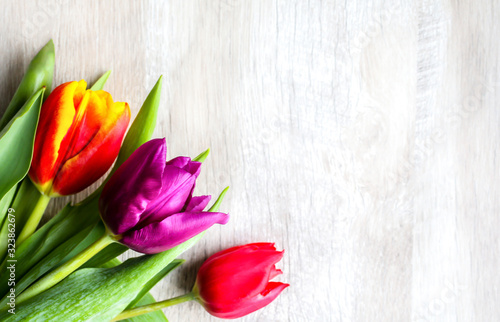 Fototapeta Naklejka Na Ścianę i Meble -  Three colorful tulips on wooden background. Iinvitation postcard for mother's day or international women's day. Minimalist bright flower for advert or promotion. Spring flowers.