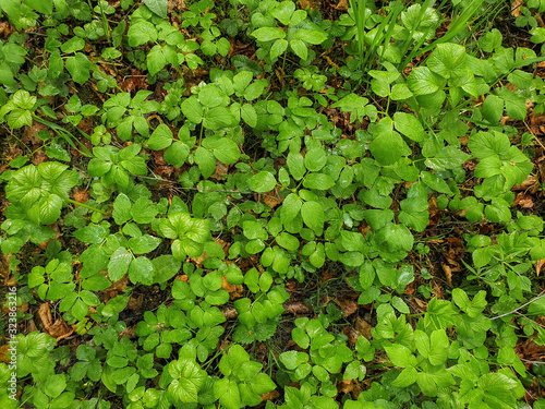 Vologda. Spring grass in the Park of Peace. The lower tier of the forest.