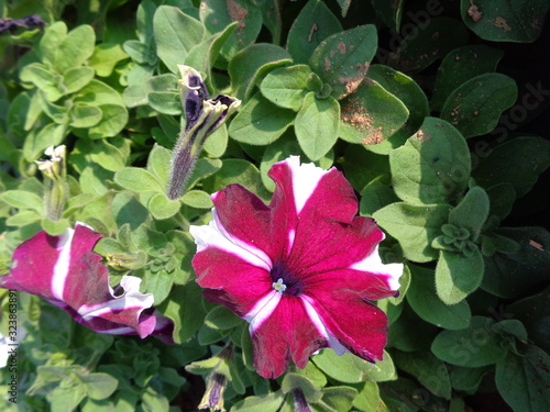 pink flowers in the garden