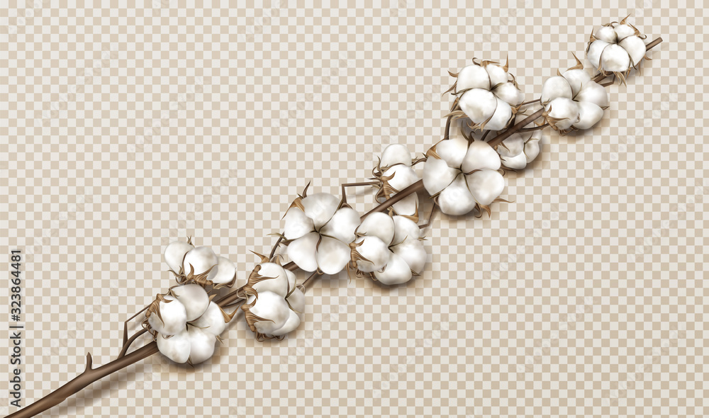 Realistic cotton branch with flowers, beautiful stem with white blossoms isolated transparent background, natural fluffy fiber ripe bolls with soft texturedesign element 3d vector illustration - obrazy, fototapety, plakaty 