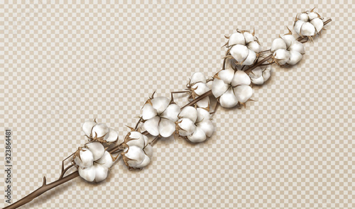 Realistic cotton branch with flowers, beautiful stem with white blossoms isolated transparent background, natural fluffy fiber ripe bolls with soft texturedesign element 3d vector illustration