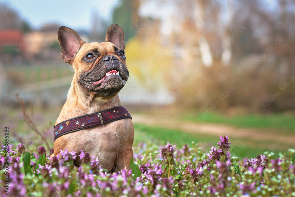 Happy French Bulldog dog sitting in flower field of purple flowers on sunny day in early spring