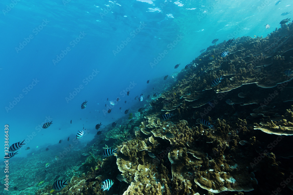 Underwater shot of deep tropical coral reef and fish in Australia