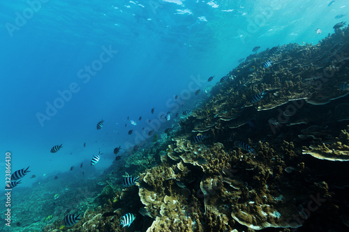 Underwater shot of deep tropical coral reef and fish in Australia © Charlie