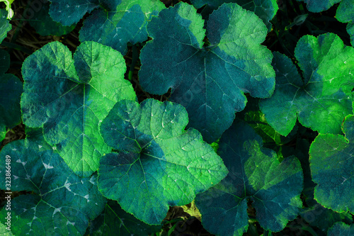 closeup nature view of Fạkthxng in garden, dark wallpaper concept, nature background, tropical green leaf