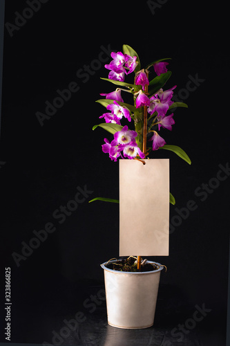 pink and white orchid on black background. Orchid flower. Dendrobium, macro orchids photo