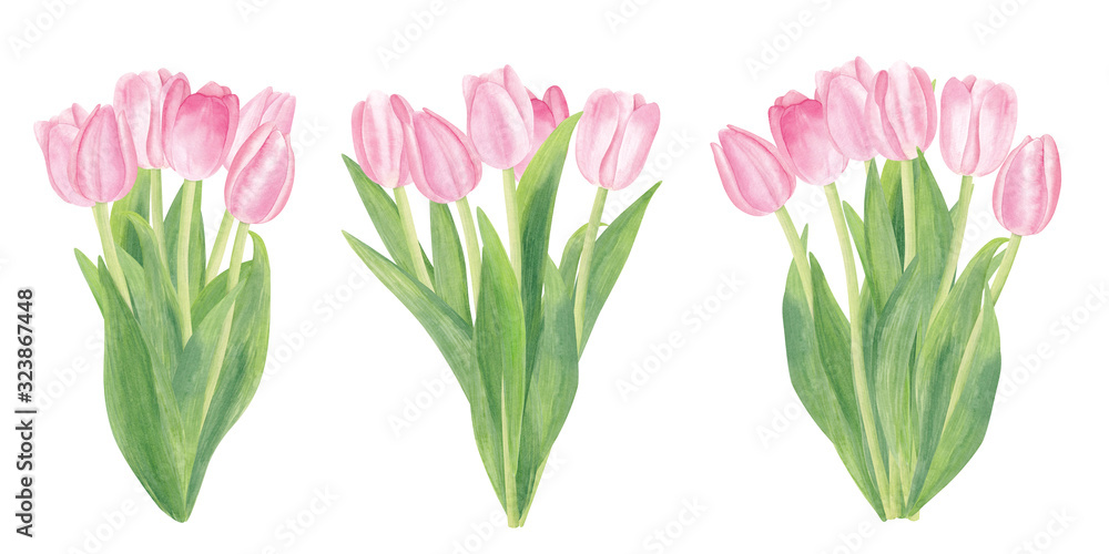Watercolor Pink Tulip Flower Bouquets isolated on White Background. Soft and Tender Spring compositions for Easter, 8th March, International Women's Day, Romantic Cards and Other.