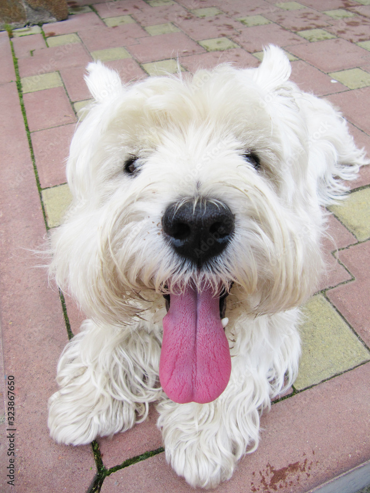 White west highland terrier laying on floor          