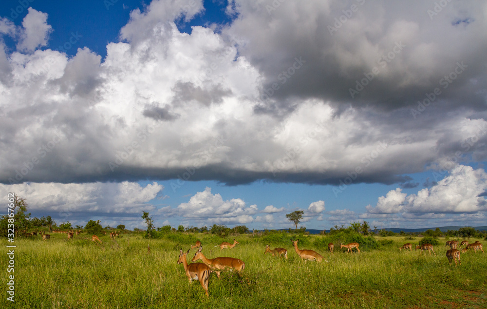 Impalas on an African savanna with heavy rain clouds building up overhead image in landscape format