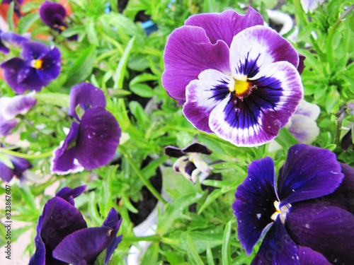 Purple pansy. Summer background. 