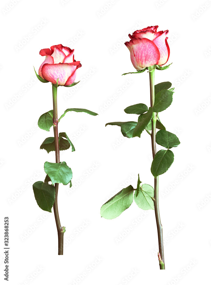 Set of red fresh rose flowers