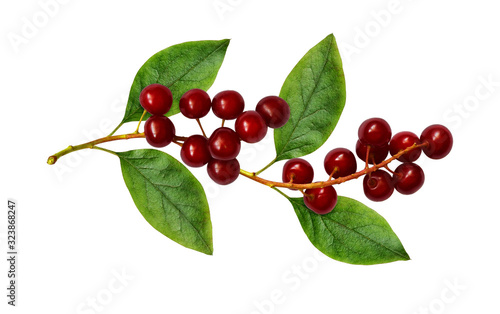 Red bird-cherries with leaves