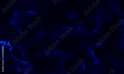 Beautiful abstract colorful black and blue feathers on black background and soft dark feather texture on dark pattern and blue background, colorful feather, black banners